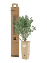 Pianta di Dorycnium hirsutum in vaso di cartone 9x9x20 con scatola BotanicalDryGarden