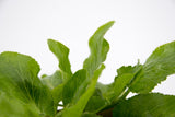 Dettaglio di una pianta di Eryngium planum