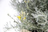Dettaglio di una pianta di Pianta di Helichrysum italicum 'Forme Naine'
