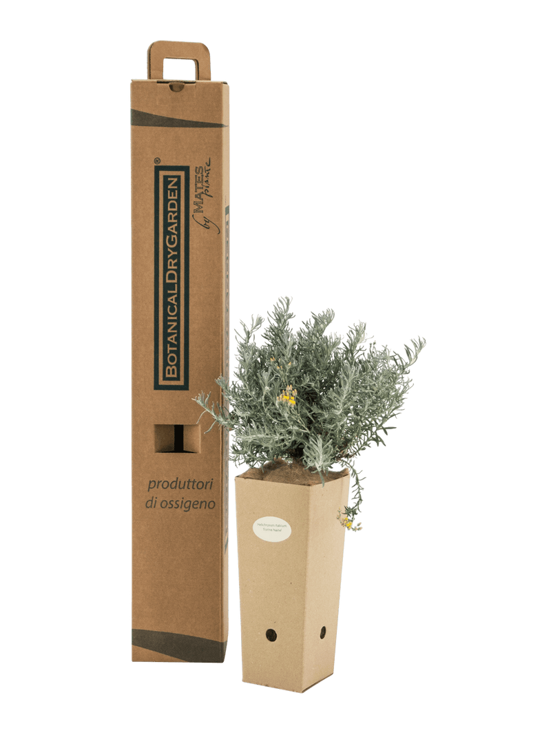 Pianta di Helichrysum italicum 'Forme Naine' in vaso di cartone 9x9x20 con scatola BotanicalDryGarden