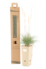 Pianta di Koeleria glauca in vaso di cartone 9x9x20 con scatola BotanicalDryGarden