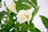 Dettaglio di una pianta di Lantana camara bianca con fiore bianco