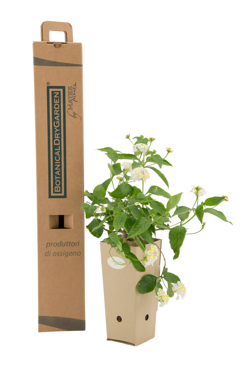 Pianta di Lantana camara bianca in vaso di cartone 9x9x20 con scatola BotanicalDryGarden