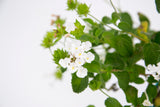 Dettaglio di una pianta di Lantana sellowiana 'Alba'