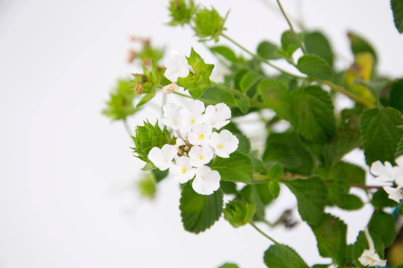 Dettaglio di una pianta di Lantana sellowiana 'Alba'