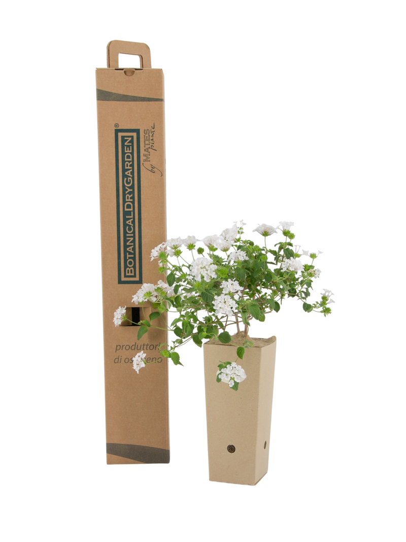 Pianta di Lantana sellowiana bianca in vaso di cartone 9x9x20 con scatola BotanicalDryGarden