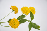 Dettaglio di una pianta di Lantana sellowiana gialla