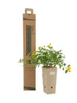 Pianta di Lantana sellowiana ‘Lutea’ in vaso di cartone 9x9x20 con scatola BotanicalDryGarden