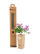 Pianta di Lantana sellowiana ‘Rosa’ in vaso di cartone 9x9x20 con scatola BotanicalDryGarden