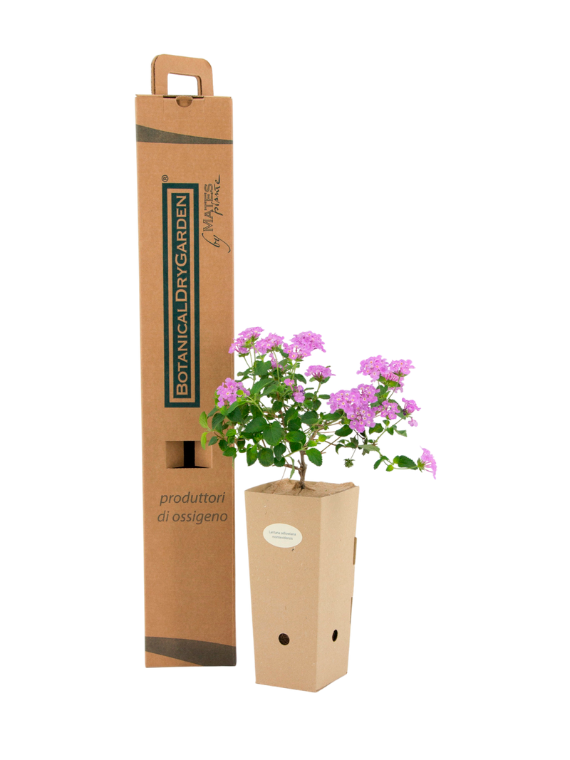 Pianta di Lantana sellowiana ‘Rosa’ in vaso di cartone 9x9x20 con scatola BotanicalDryGarden