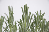 Dettaglio di una pianta di Lavandula angustifolia ‘Vera’