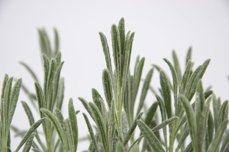 Dettaglio di una pianta di Lavandula angustifolia ‘Vera’
