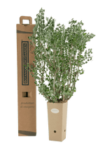 Pianta di Medicago arborea in vaso di cartone 9x9x20 con scatola BotanicalDryGarden