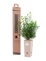 Pianta di Myrtus communis in vaso di cartone 9x9x20 con scatola BotanicalDryGarden