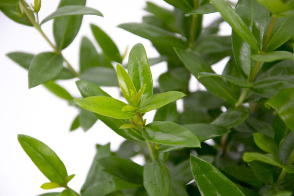 Dettaglio di una pianta di Myrtus communis ‘Macrophylla’