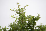 Dettaglio di una pianta di Pyracantha 'Navaho'