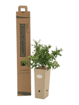 Pianta di Pyracantha 'Navaho' in vaso di cartone 9x9x20 con scatola BotanicalDryGarden