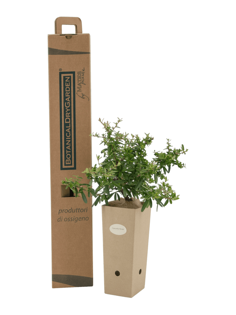 Pianta di Pyracantha 'Navaho' in vaso di cartone 9x9x20 con scatola BotanicalDryGarden