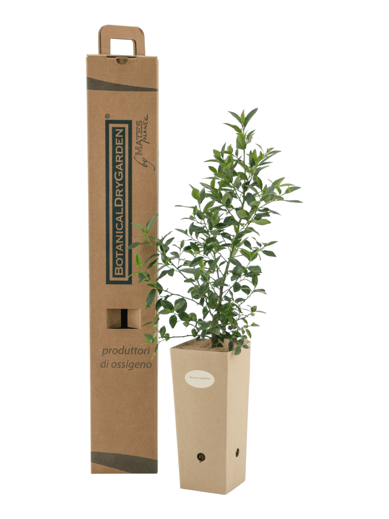 Pianta di Rhamnus alaternus in vaso di cartone 9x9x20 con scatola BotanicalDryGarden
