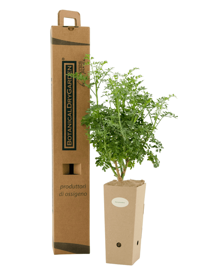 Pianta di Ruta graveolens in vaso di cartone 9x9x20 con scatola BotanicalDryGarden