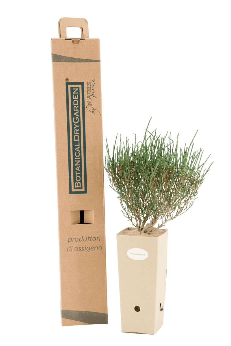 Pianta di Salicornia fruticosa in vaso di cartone 9x9x20 con scatola BotanicalDryGarden