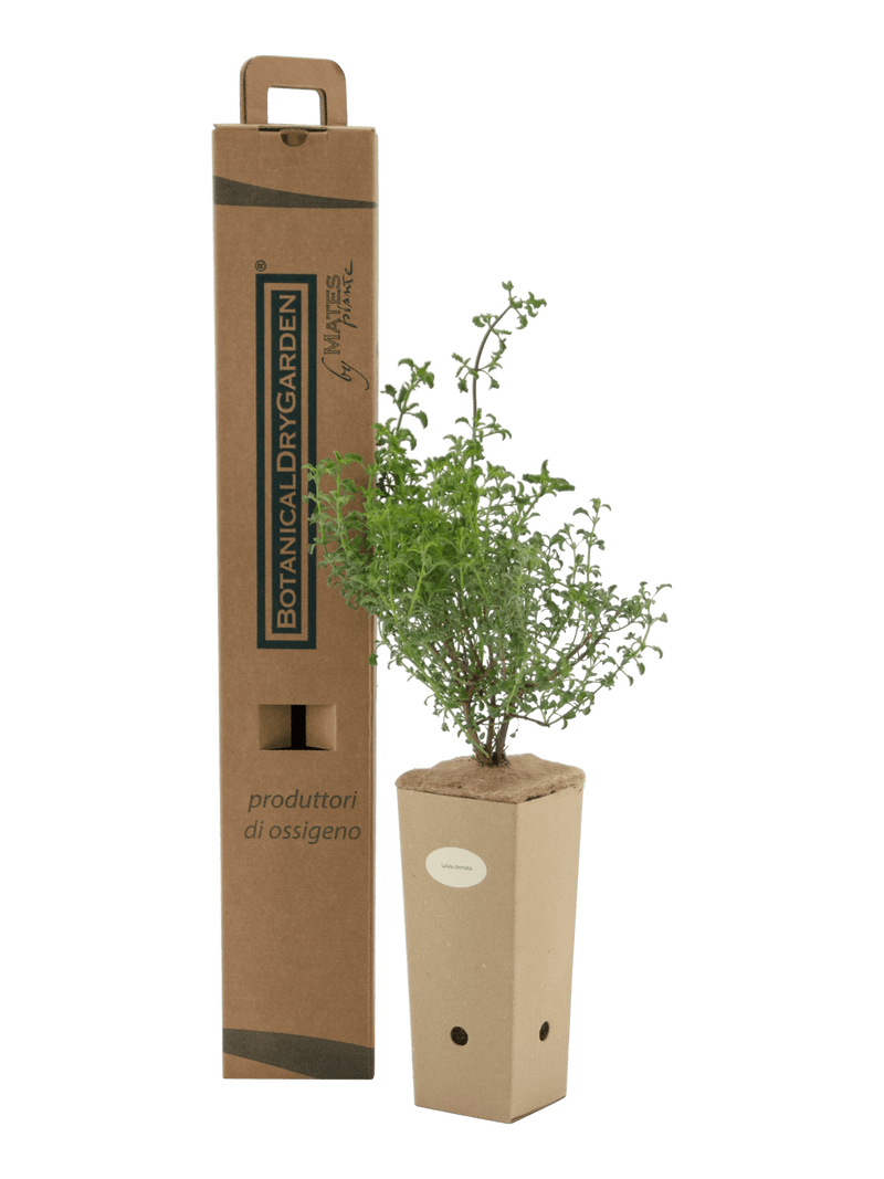 Pianta di Salvia dentata in vaso di cartone 9x9x20 con scatola BotanicalDryGarden