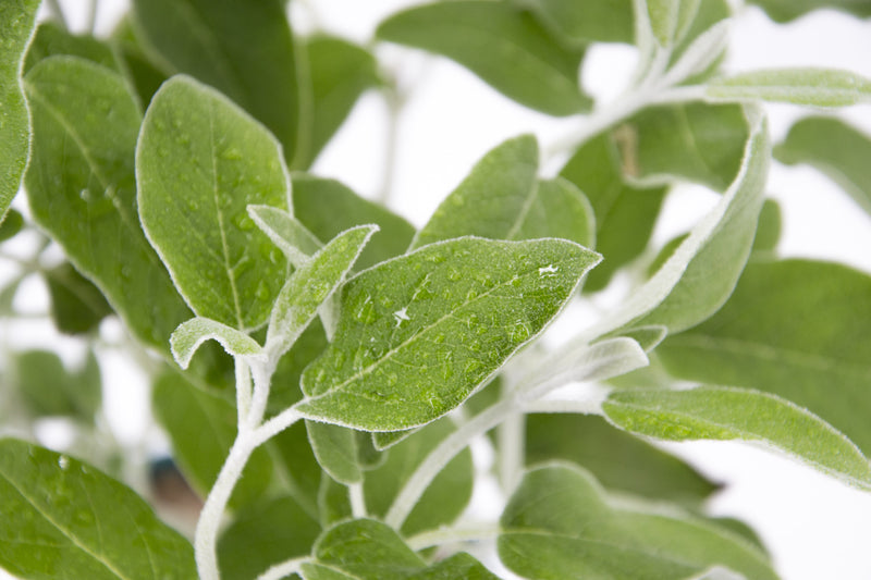 Dettaglio di una pianta di Salvia peruviana