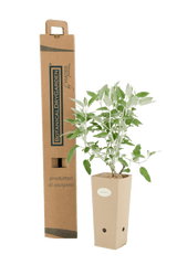 Pianta di Salvia discolor in vaso di cartone 9x9x20 con scatola BotanicalDryGarden