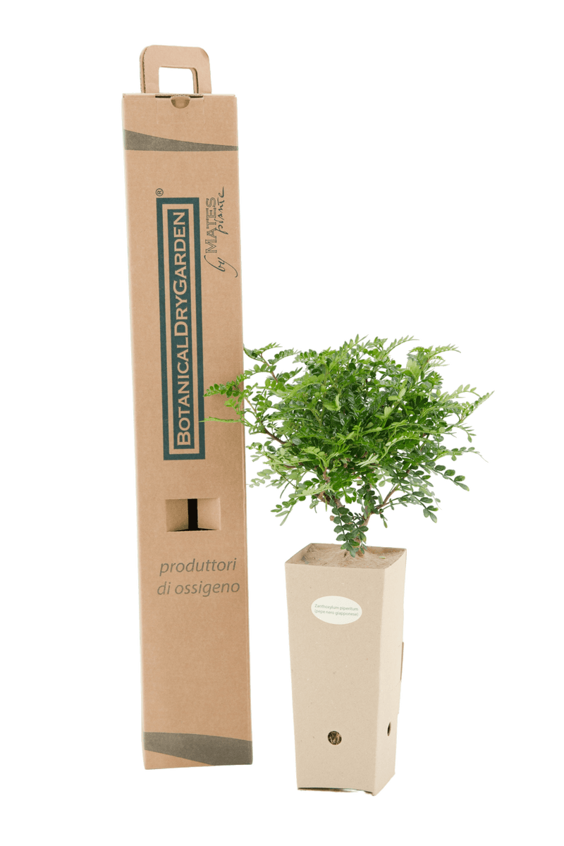 Pianta di Fiore di pepe in vaso di cartone 9x9x20 con scatola BotanicalDryGarden